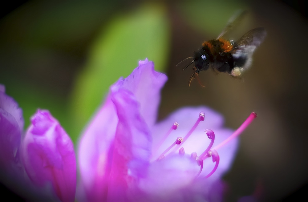 5. Platz Peter Marion